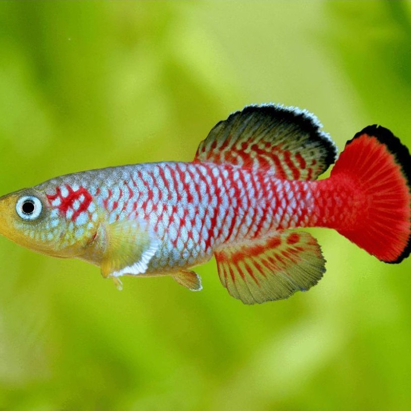 Killifish Guantheri Jantan