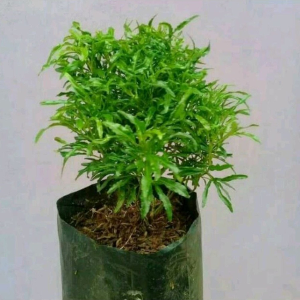 Tanaman Hias Hidup Brokoli / Tanaman Hias Brokoli