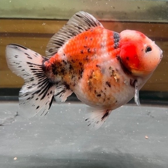 Ikan Mas Koki OST Oranda Calico