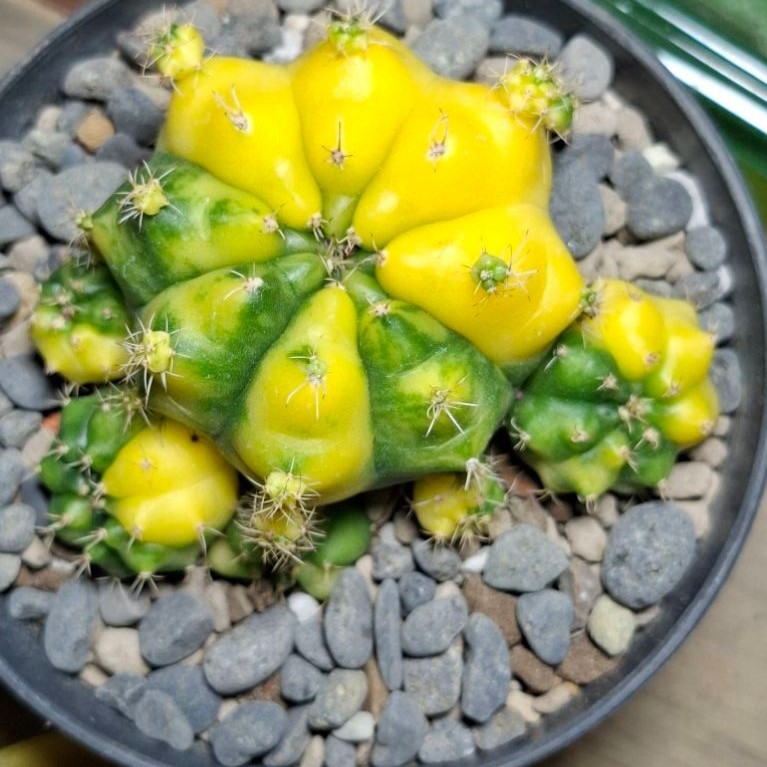 Gymnocalycium damsii varigata