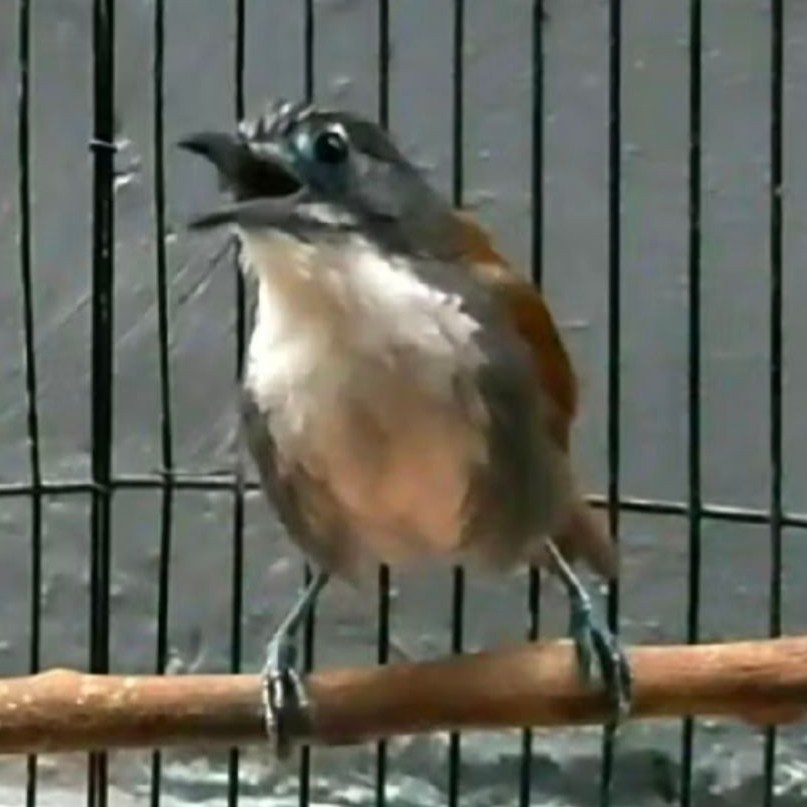 Burung sniper udah nembak buat masteran