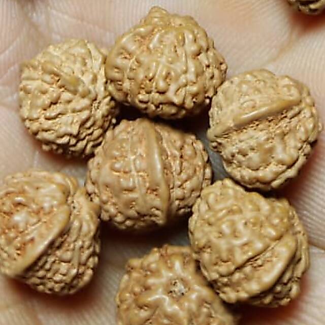 Jenitri rudraksha ganesha mukhi