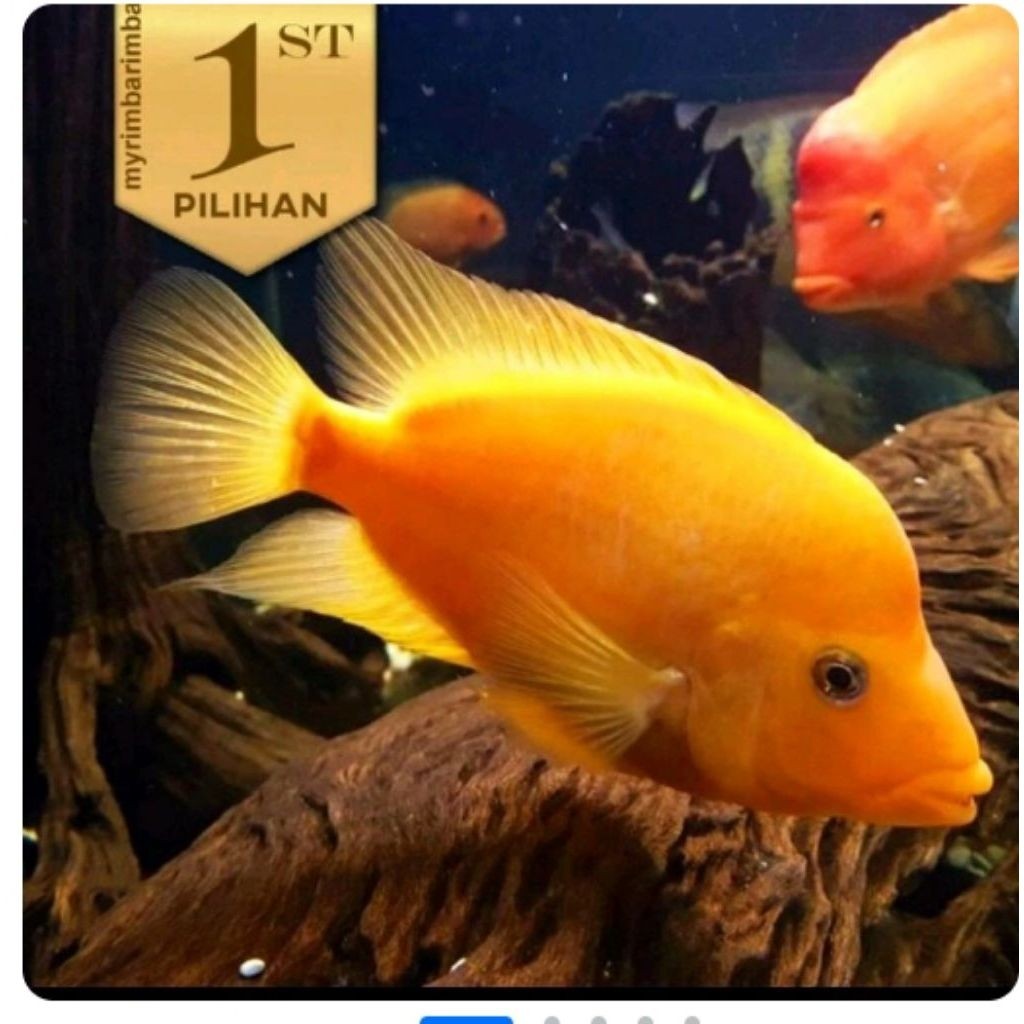 Paket Koloni ( Isi10)Red Devil Cichlid Ikan Hias Predator Hiasan Aquarium Tanaman Aquascape