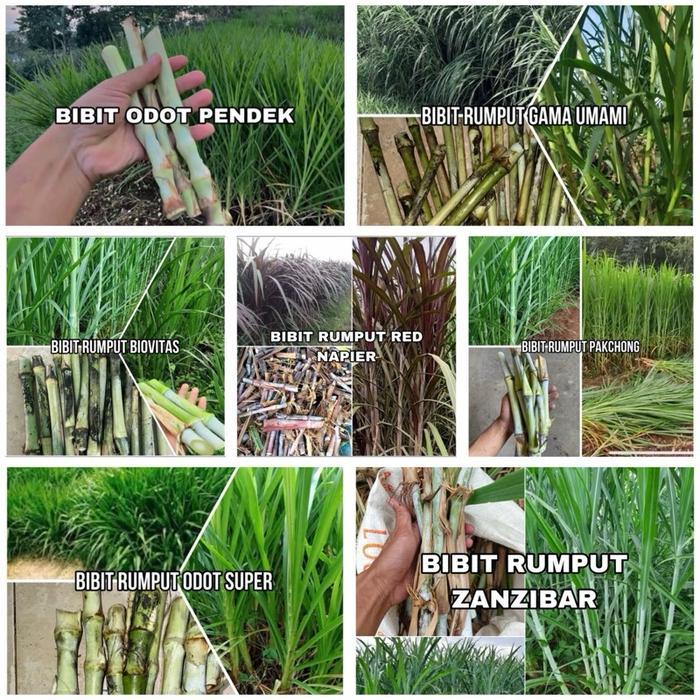 Bibit Rumput Mix 7 Jenis Bibit 5 kg (ODOT PENDEK, ODOT SUPER, BIOVITAS, GAMMA UMAMI, PAKCHONG, RED N