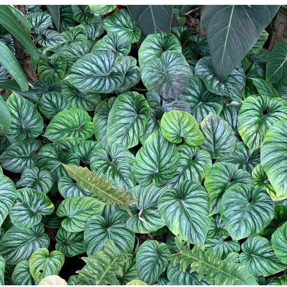 Philodendron Plowmanii / Philo Plomani / pilo flomani