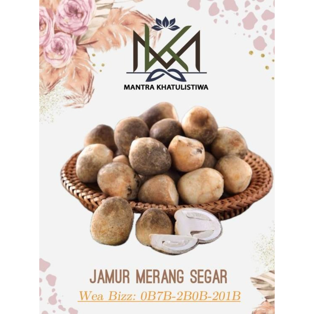 JAMUR MERANG SEGAR JAMUR MERANG LOKAL FRESH