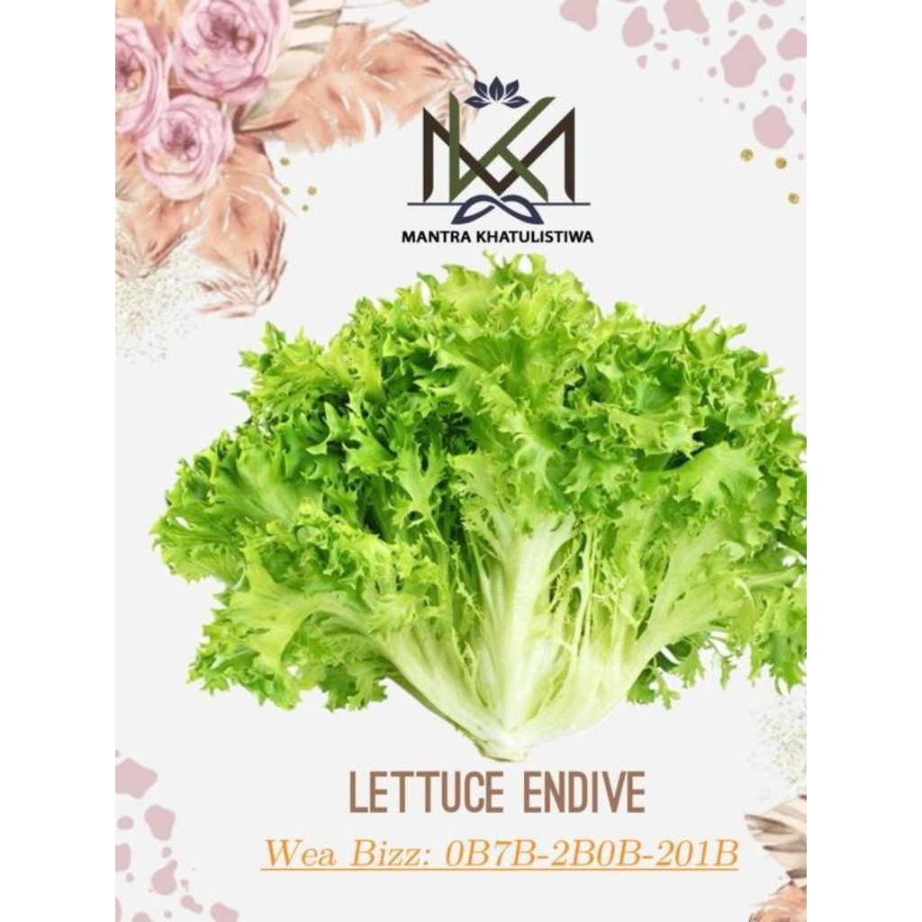 LETTUCE ENDIVE SEGAR SELADA ENDIVE LETTUCE FRISEE FRESH