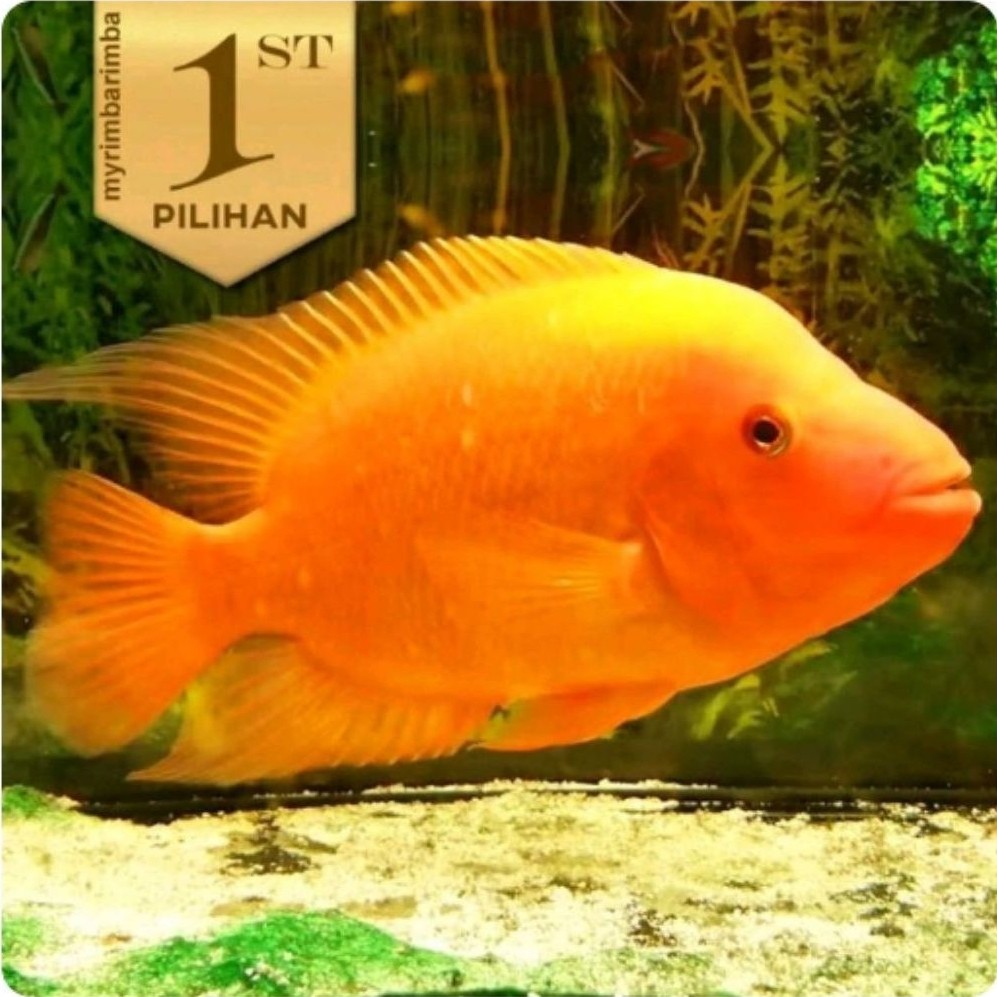 Paket Baby( Isi 5)Red Devil Cichlid Ikan Hias Predator Hiasan Aquarium Tanaman Aquascape