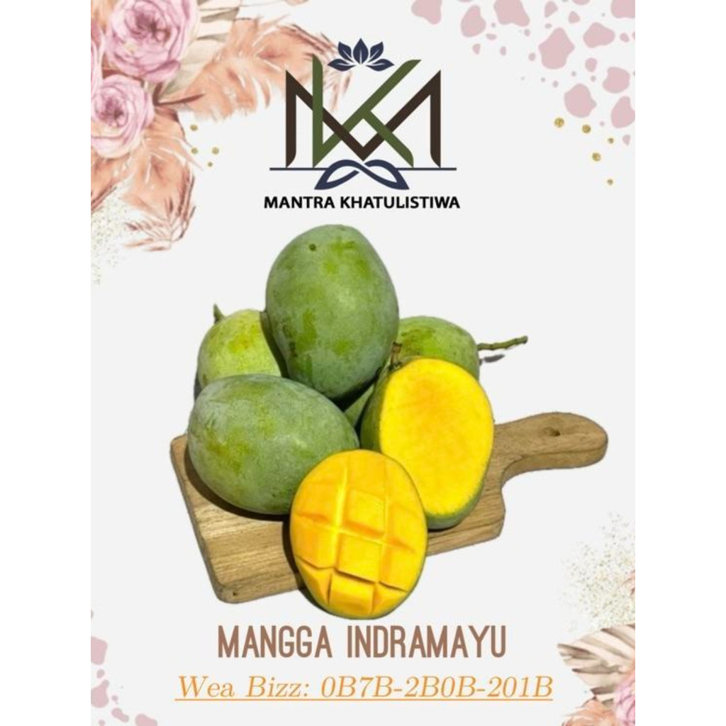 MANGGA INDRAMAYU MANIS MATANG MANGGA INDRAMAYU MENGKAL INDRAMAYU MENGKEL