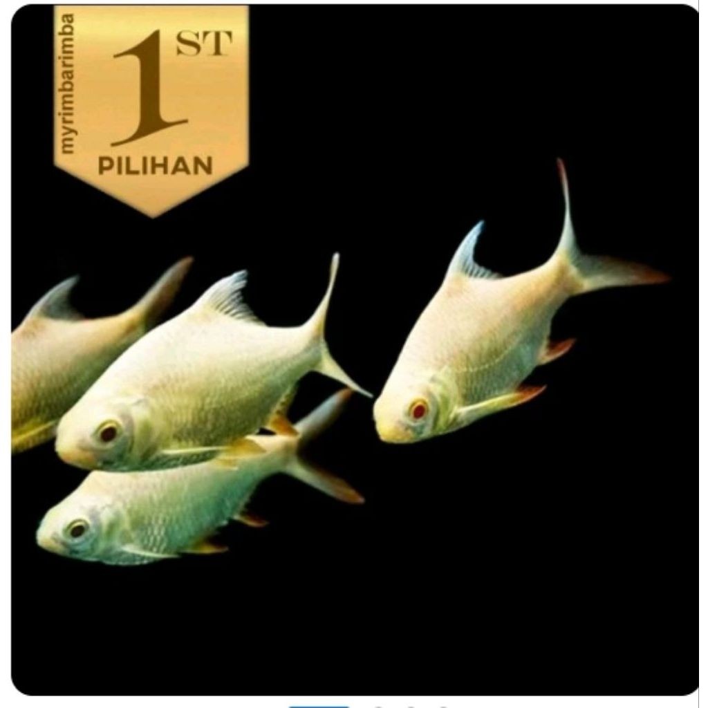 Kaviat Albino JUMBO Ikan Hias Aquascape Hiasan Aquarium Tanaman Air Tawar