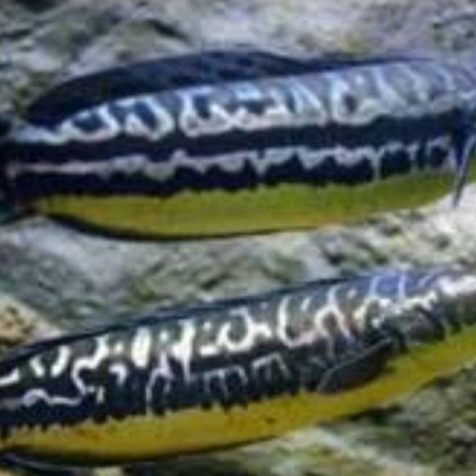 toman jumbo size 17-19cm bergaransi