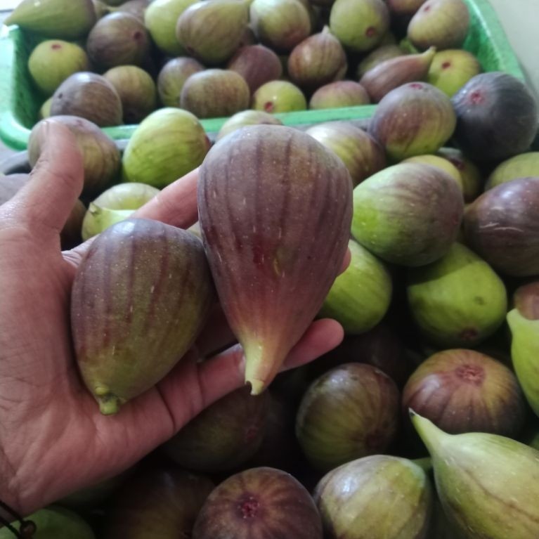 Buah Tin Ara 500gram - fig - Fresh Segar