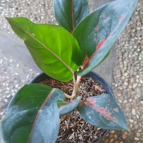 Aglonema Kochin Camelon