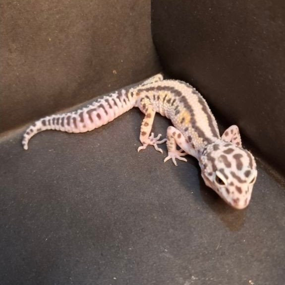 Leopard Gecko Female - Mack Snow Bold Stripe - Usia Dewasa Adult Betina Sehat Mulus HG094
