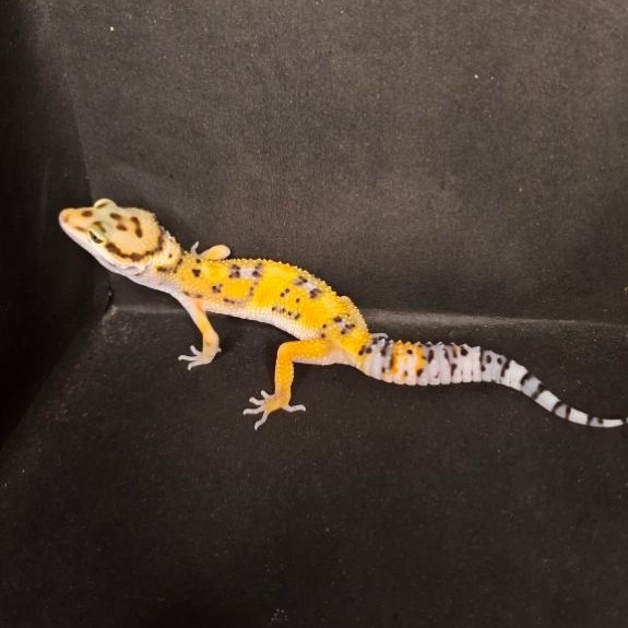 Leopard Gecko Female - Tangerine het Tremper - Usia Juve Baby Up Betina Sehat Mulus HG100