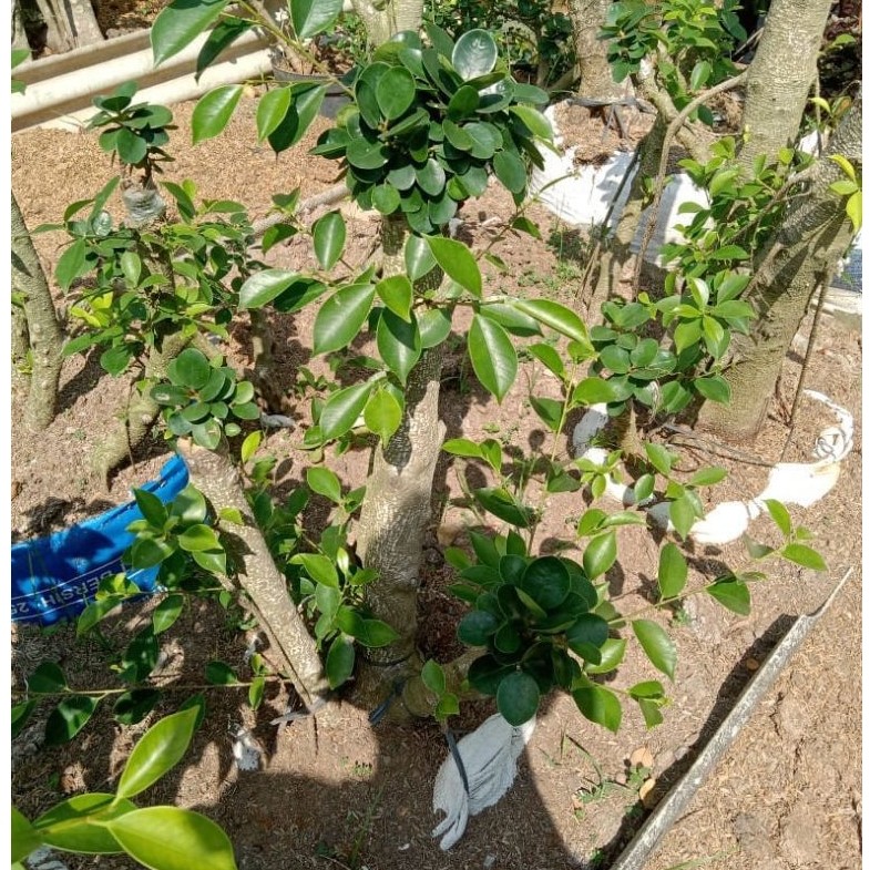 bonsai dolar mikro
