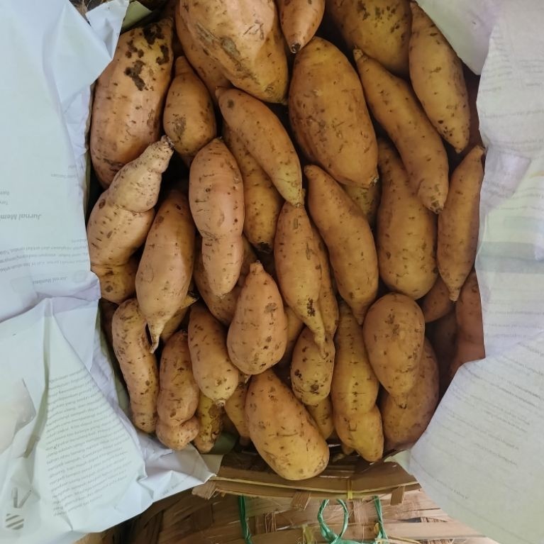 Ubi Madu Cilembu Sumedang Ukuran Kecil-Sedang