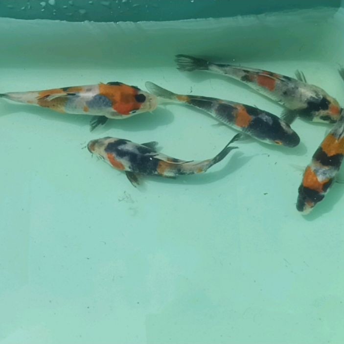 bibit koi naruto 3 biji 7/8 cm