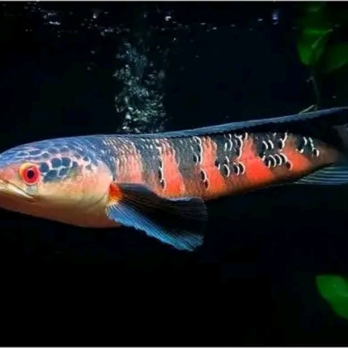 Red Pangkalan Bun - Ikan Hias Channa Maru kualitas grade A+++
