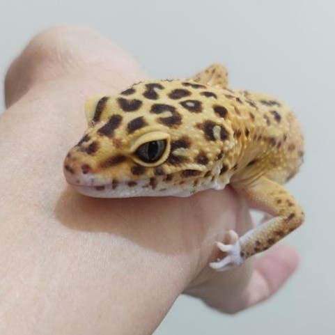 (6) MAINAN GECKO LEOPARD Dewasa, Indukan, SEHAT, CAKEP