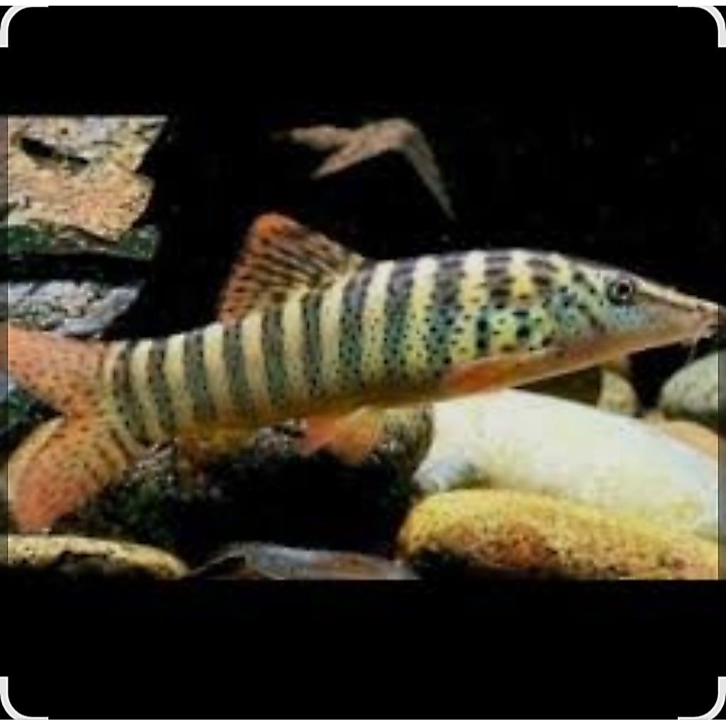 Green Botia Aquascape Algaeater