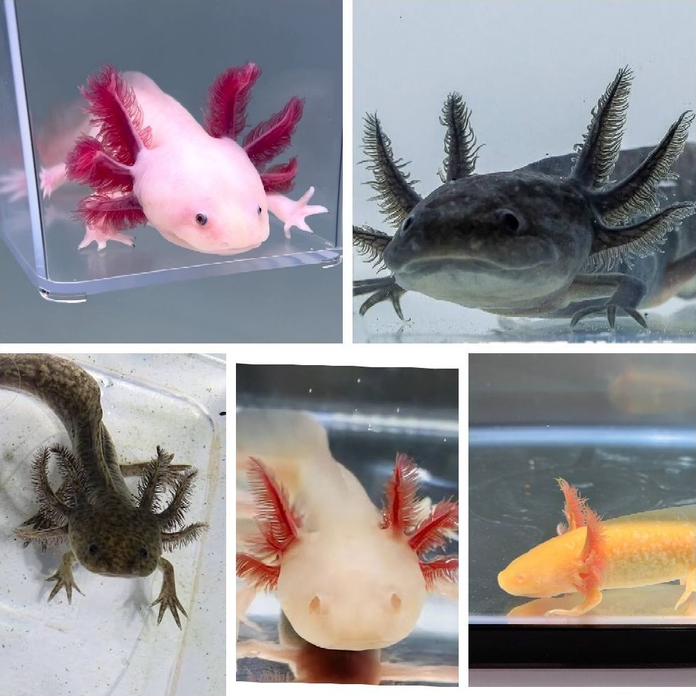 axolotl size 7-8cm all variant