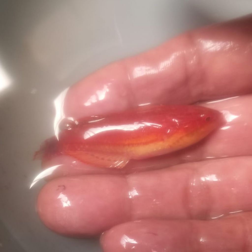 Ikan Hias Laut Dianfish