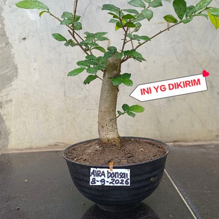 bahan bonsai serut dongkelan hidup