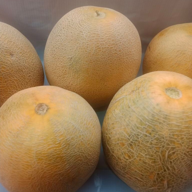 Melon madu