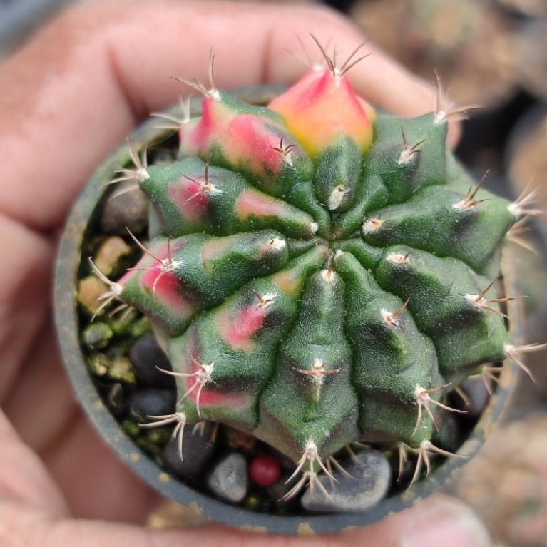miha new hybrid varigata seedling