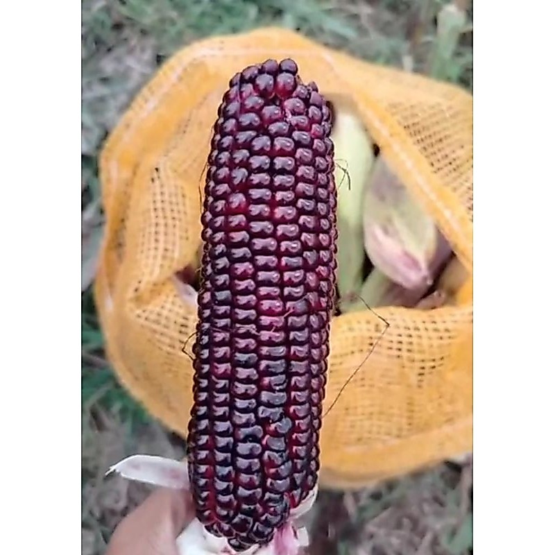 jagung ketan ungu jagung ketan batik jagung pulut 1kg