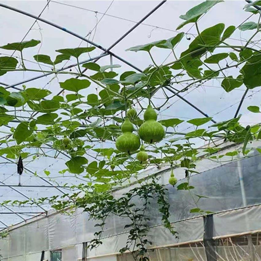 Tanaman Plant Climbing Net MURAH Original