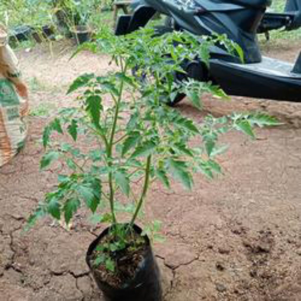bibit pohon tomat  pohon tomat