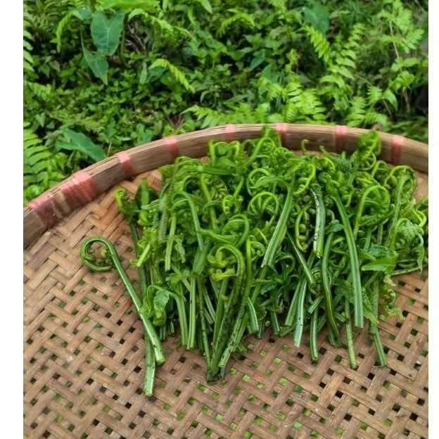 Pakis Sayur 100gr Pakis Hutan Segar / Pakis Sayur Segar