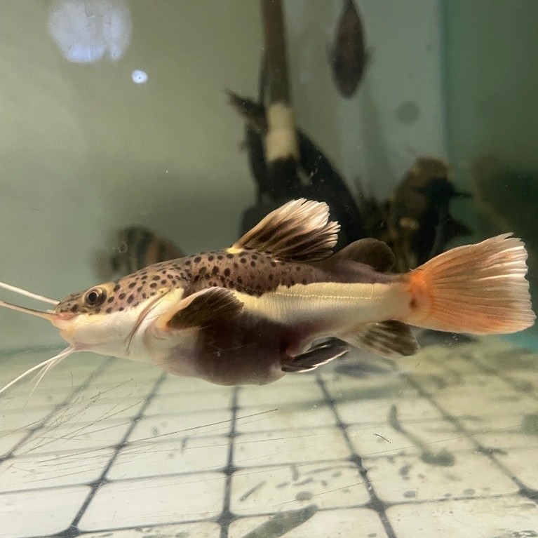 hiasan aquarium Ikan RTC SB perfect / RTC shortbody 10cm