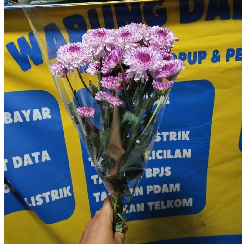 Bunga Aster Ungu
