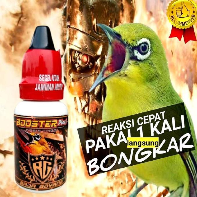BOOSTER PLECI DOSIS TINGGI,MERANGSANG PLECI CEPAT BUKA PARUH