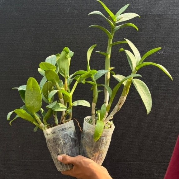 Anggrek Dendrobium Keriting Dewasa (BS)