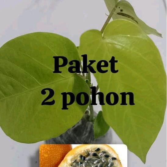 Bibit Buah Markisa Konyal isi 2 pohon pasi buah negeri konyal
