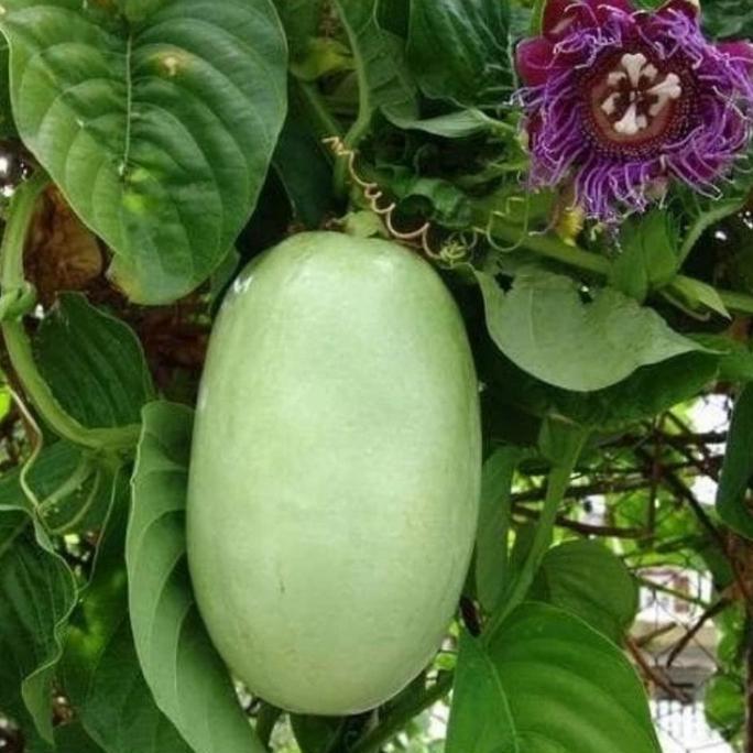 Pohon Buah Markisa Jumbo - Markisa Erbis - Buah Erbis pasi buah negeri konyal