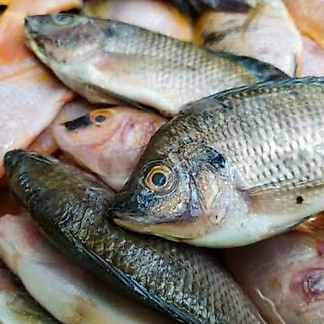 KIRIM INSTAN IKAN NILA / IKAN NILA SEGAR EXPRESS / IKAN NILA FRESH / IKAN NILA MURAH / IKAN NILA HID