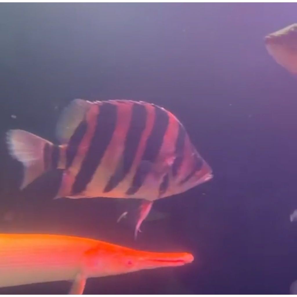 DATZ TIGER FISH BORNEO 4 BAR SIMETRIS