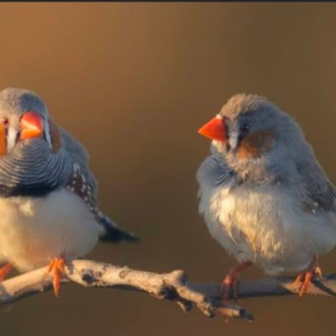 ZEBRA FINCH lokal sepasang