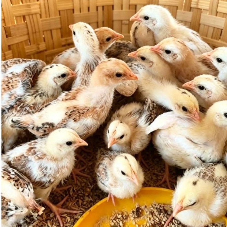 Ayam elba petelur bibit pilihan super usia 3 minggu