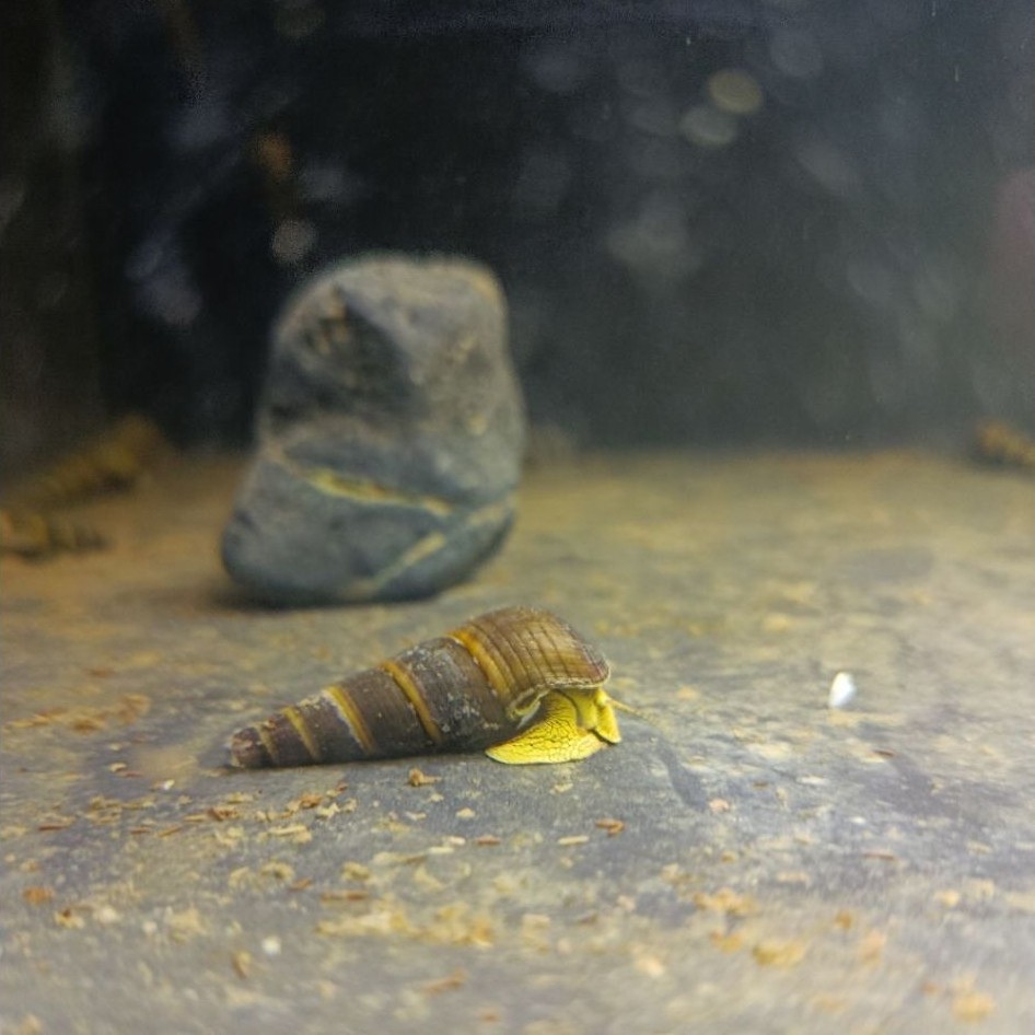 Aquascape keong Sulawesi Rabbit Snail Yellow
