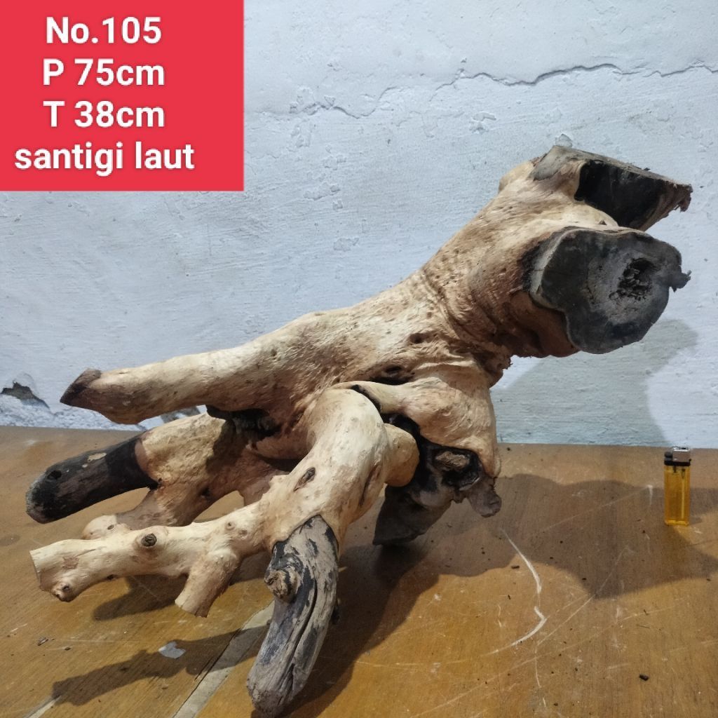 kayu Santigi laut akar santigi laut dekorasi aquascape aquarium 105