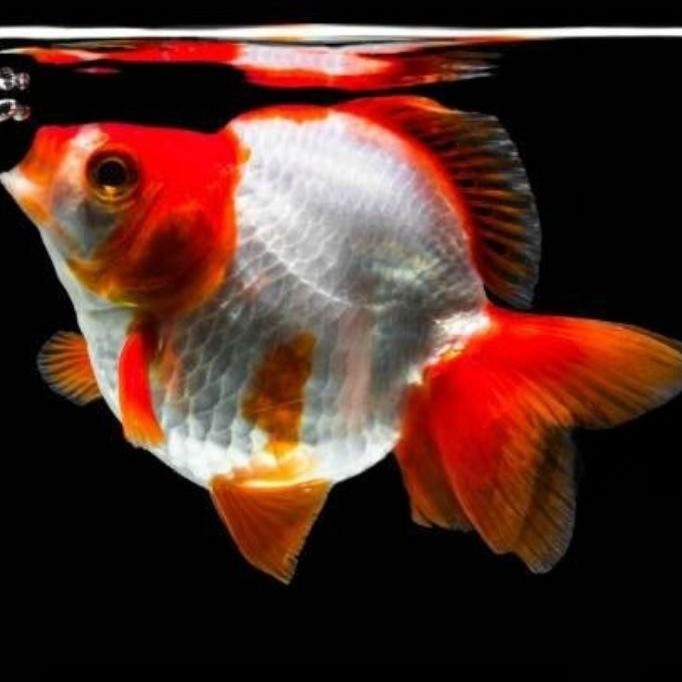 TERMURAH bibit mas koki riyukin calon jumbo perlengkapan aquarium