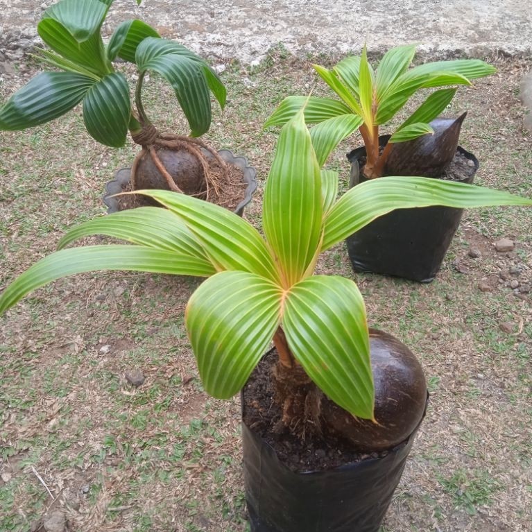 Bonsai kelapa bahan bonsai kelapa kelapa bonsai