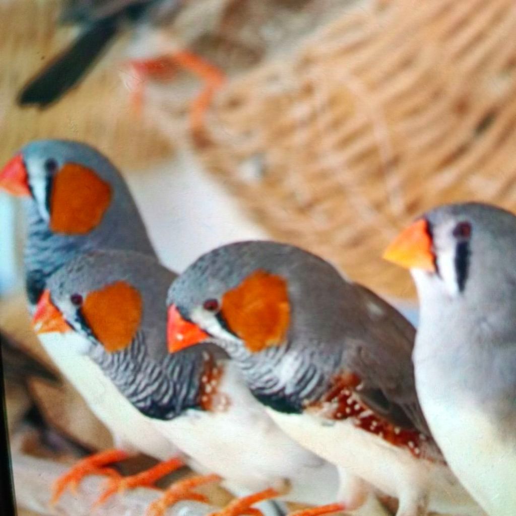 Zebra finch