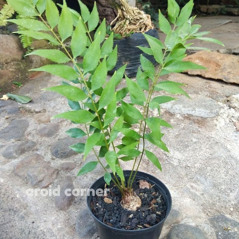 Zamia Fischeri | Sikas Fisheri | Real Picture